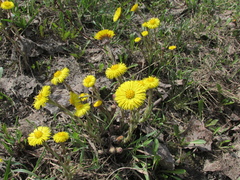 Tussilago farfara