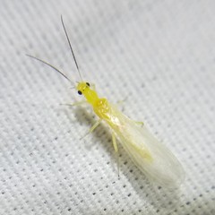 Alloperlini