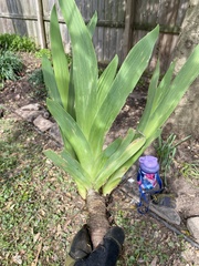 Iris domestica