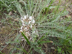Astragalus dolichophyllus