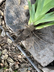 Iris domestica