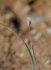 Calochortus umbellatus