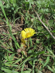 Tussilago farfara
