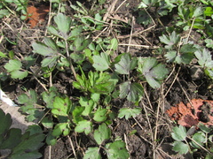 Ranunculus repens