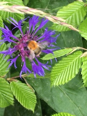 Bombus pascuorum