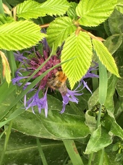 Bombus pascuorum