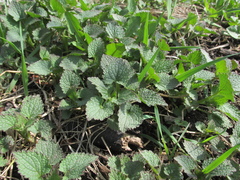 Lamium album