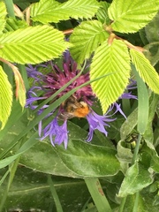 Bombus pascuorum