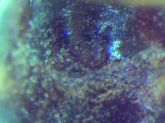 Microlinyphia sterilis