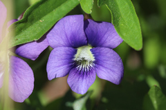 Viola subsinuata
