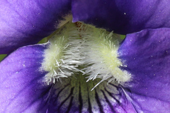 Viola subsinuata