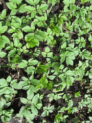 Aegopodium podagraria