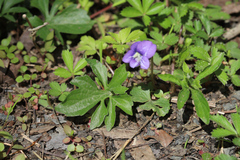 Viola subsinuata