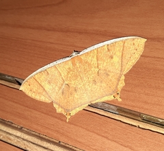 Thinopteryx crocoptera