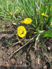 Tussilago farfara