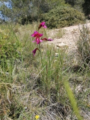 Gladiolus illyricus