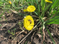 Tussilago farfara