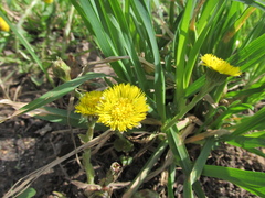 Tussilago farfara