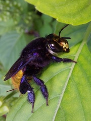 Euglossa intersecta