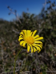 Doronicum caucasicum