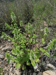 Stachys ocymastrum
