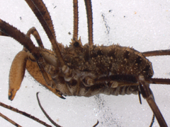 Rhampsinitus echinodorsum