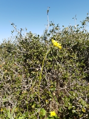 Doronicum caucasicum