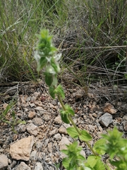 Stachys ocymastrum
