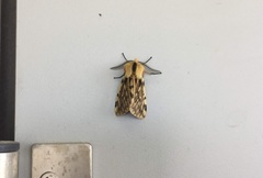 Eospilarctia neurographa