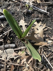 Allium tricoccum