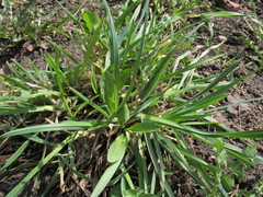 Dactylis glomerata