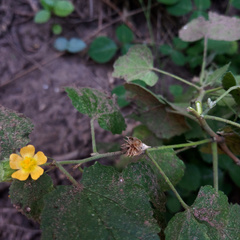 Pseudabutilon virgatum