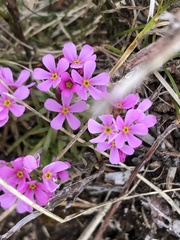 Androsace halleri