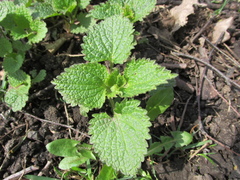 Lamium album