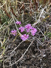 Androsace halleri