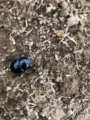 Trypocopris pyrenaeus