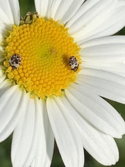 Anthrenus isabellinus