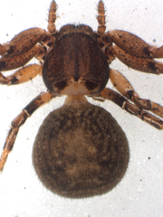 Xysticus havilandi