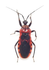 Haematoloecha nigrorufa