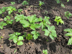 Aegopodium podagraria