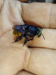Euglossa intersecta