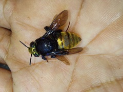 Euglossa intersecta