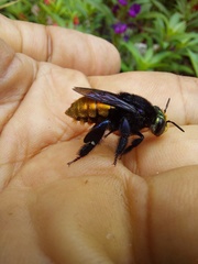 Euglossa intersecta