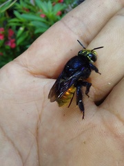 Euglossa intersecta