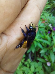 Euglossa intersecta