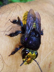 Euglossa intersecta