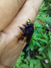 Euglossa intersecta