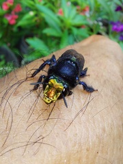 Euglossa intersecta
