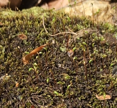 Platylomella lescurii