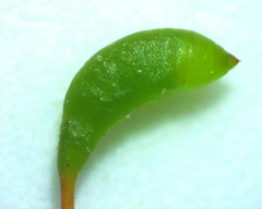Platylomella lescurii